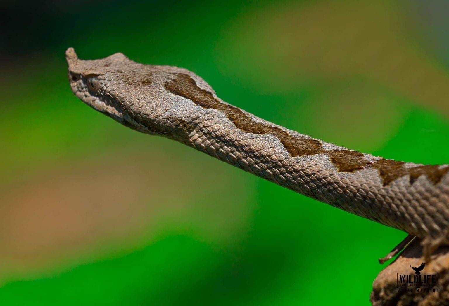 Ky është gjarpri më helmues në Evropë, është fotografuar edhe në Prishtinë