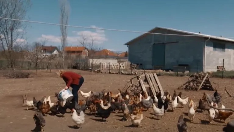 Fermerja nga Suhareka që kujdeset për pesë mijë pula