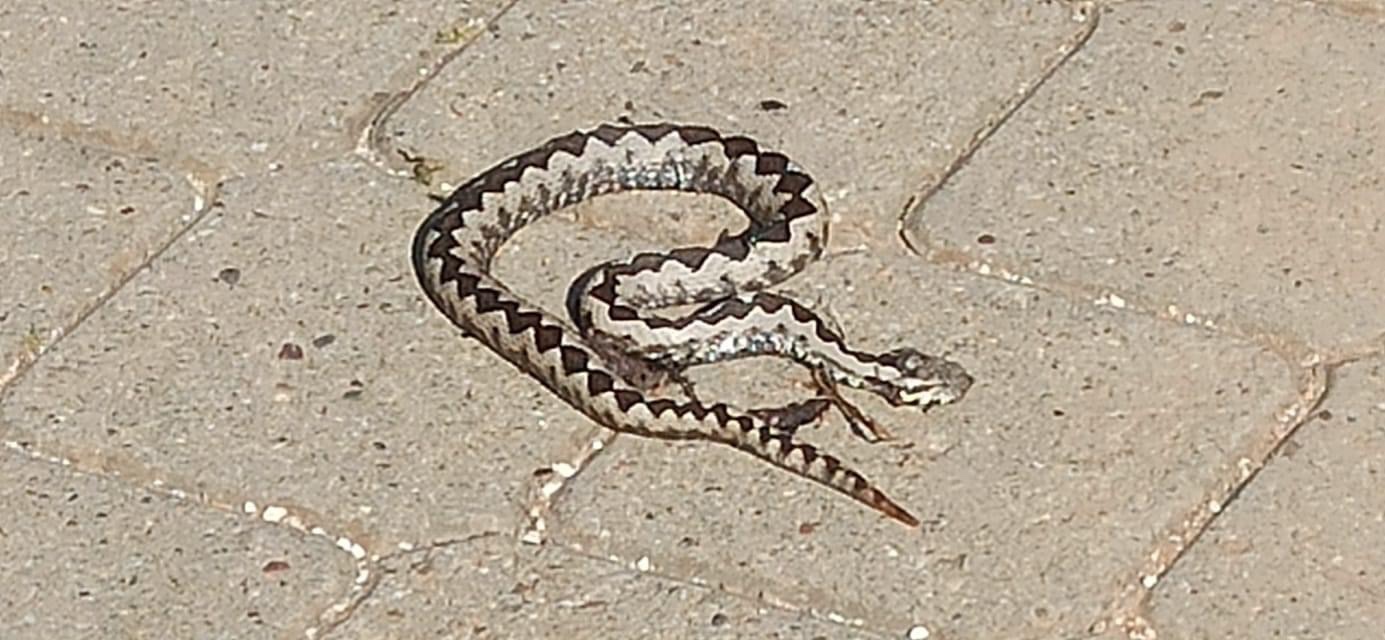 Vipera Ammodytes gjarpri më helmues ne Evropë. (Foto në Suharekë)