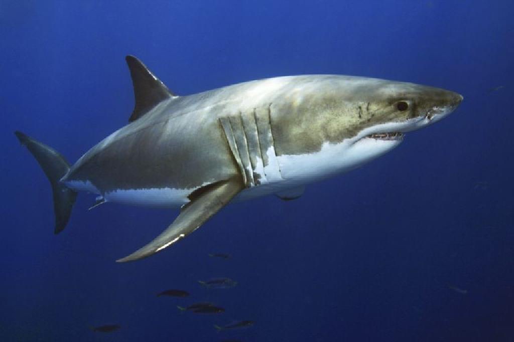 Eksperti tregon se çfarë duhet të bëni nëse shohim një peshkaqen në plazh